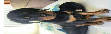Rottweiler 2