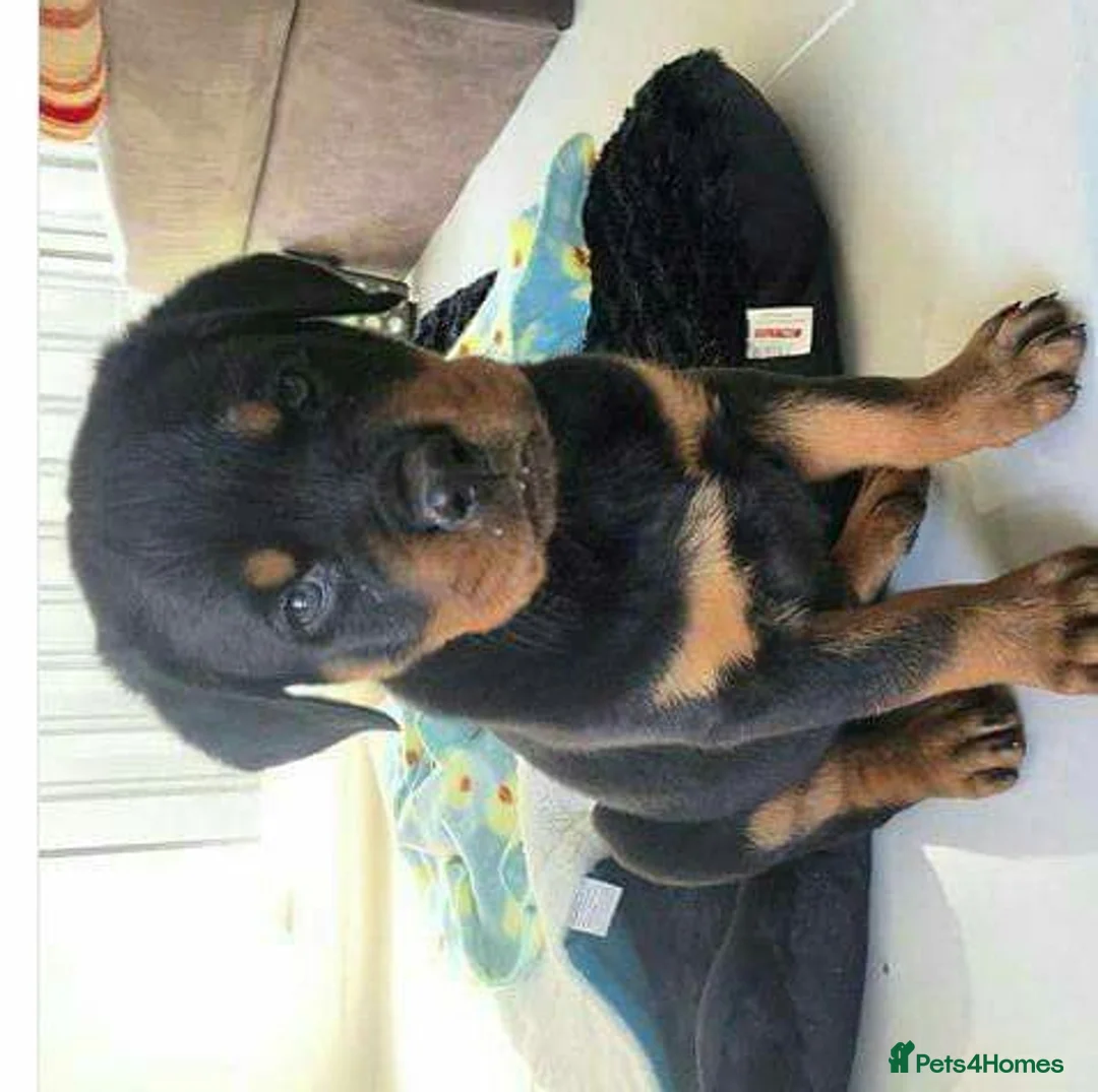 Rottweiler dogs for sale: Beautiful Rottweiler Puppy Looking for a Home in London - Advert 2