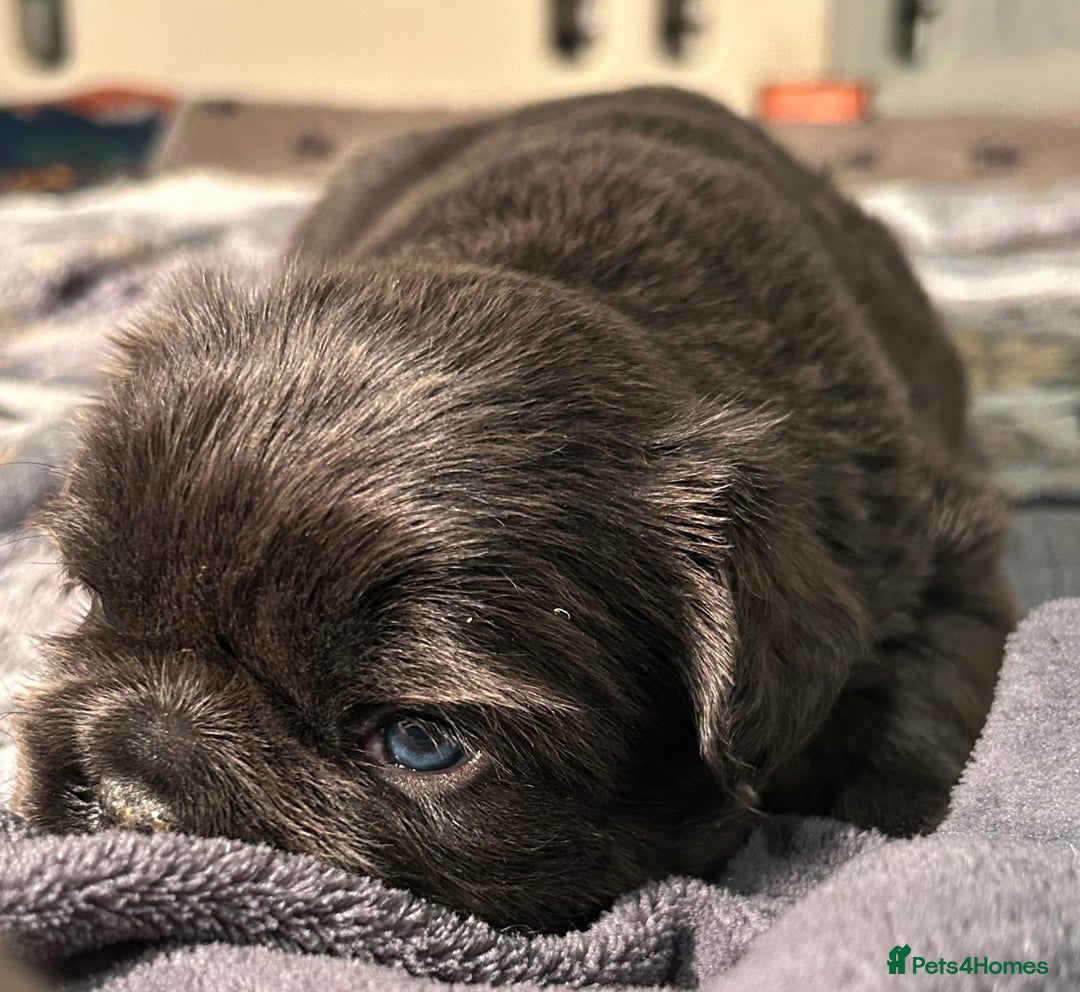 French Bulldog dogs for sale: 🐾🔥 Fluffy French bulldogs 🔥🐾 - Advert 14