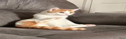 Mixed Breed cats for sale: 3 stunning British shorthair x Turkish van kittens in Rochdale - Advert 13