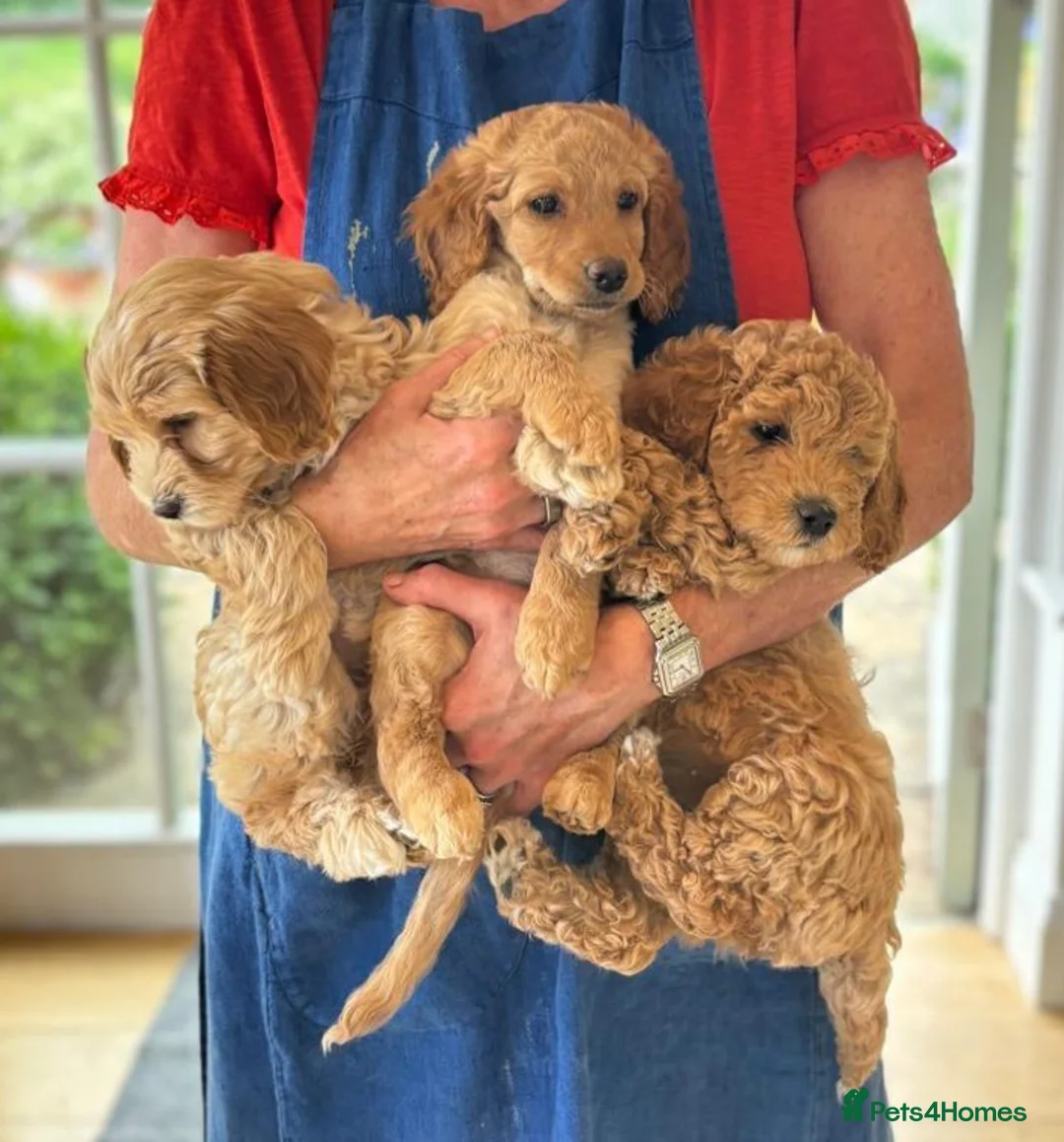 Cockapoo dogs for stud: Red/Tan F1 Cockapoo for Stud only. in London - Advert 9
