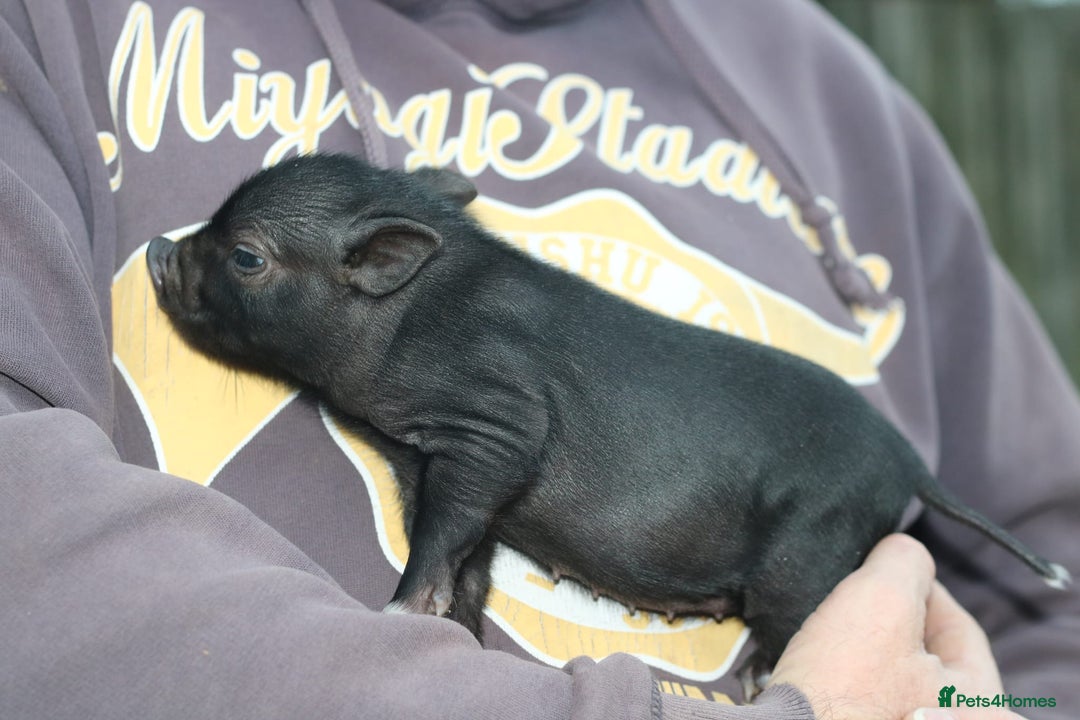 Pig livestock for sale: Miniature American/Swedish pigs  - Advert 7