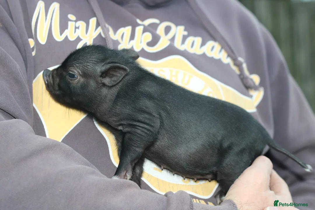 Pig livestock for sale: Miniature American/Swedish pigs  - Advert 7