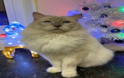 Ragdoll cats for stud: GCCF Ragdoll boy for stud in Perth - Image 2