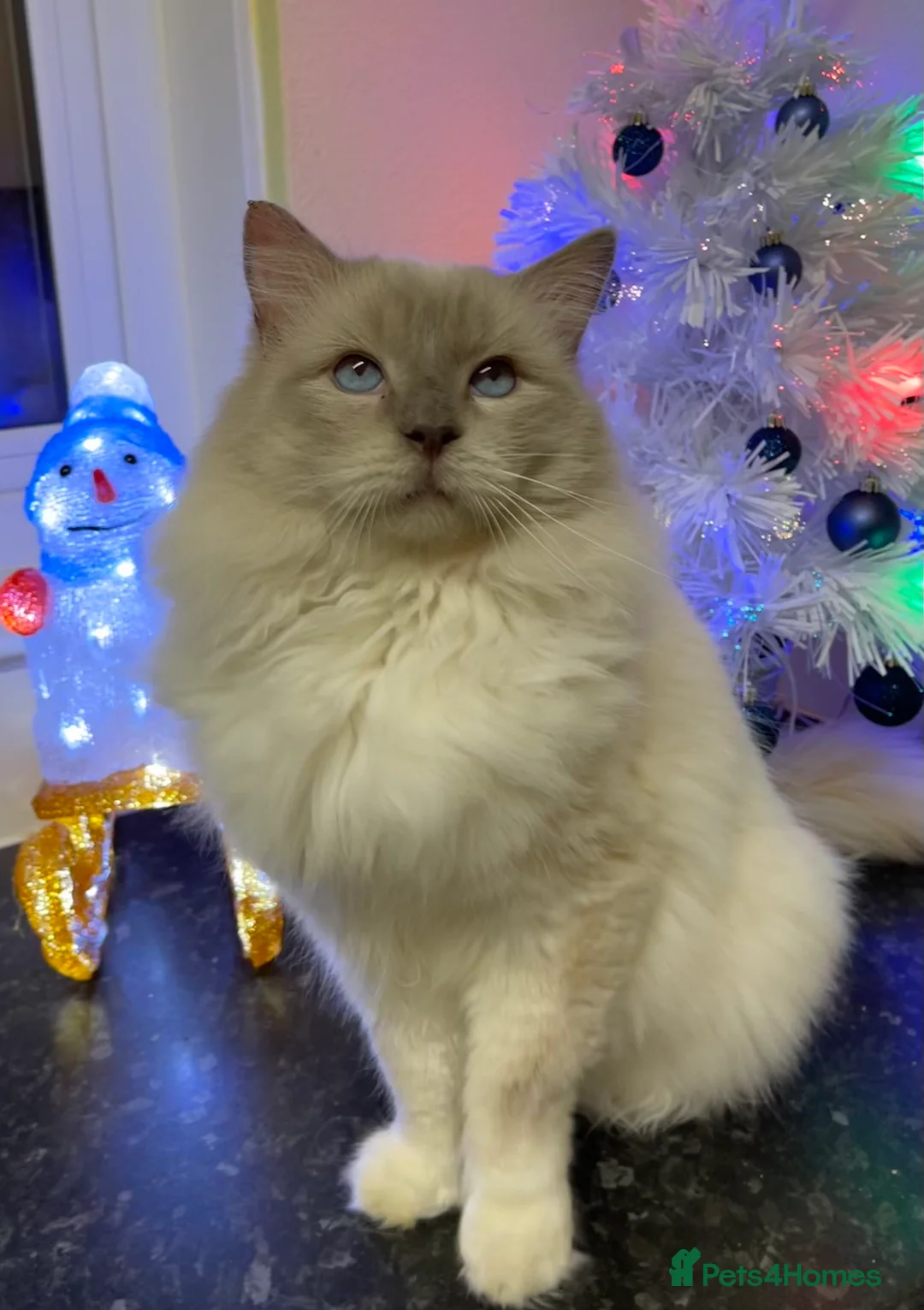 Ragdoll cats for stud: GCCF Ragdoll boy for stud in Perth - Advert 2