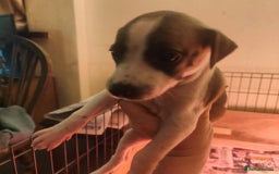 Whippet dogs for sale: Whippet pups  - Image 19