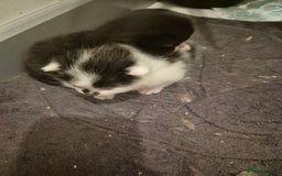 Persian cats for sale: Beautiful kitten - Image 1