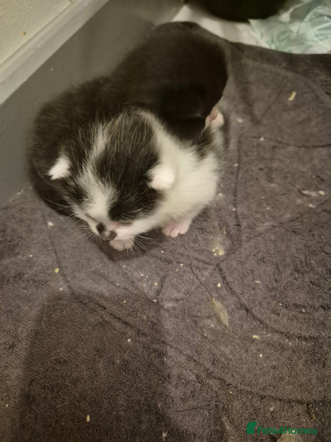 Persian cats for sale: Beautiful kitten - Image 1