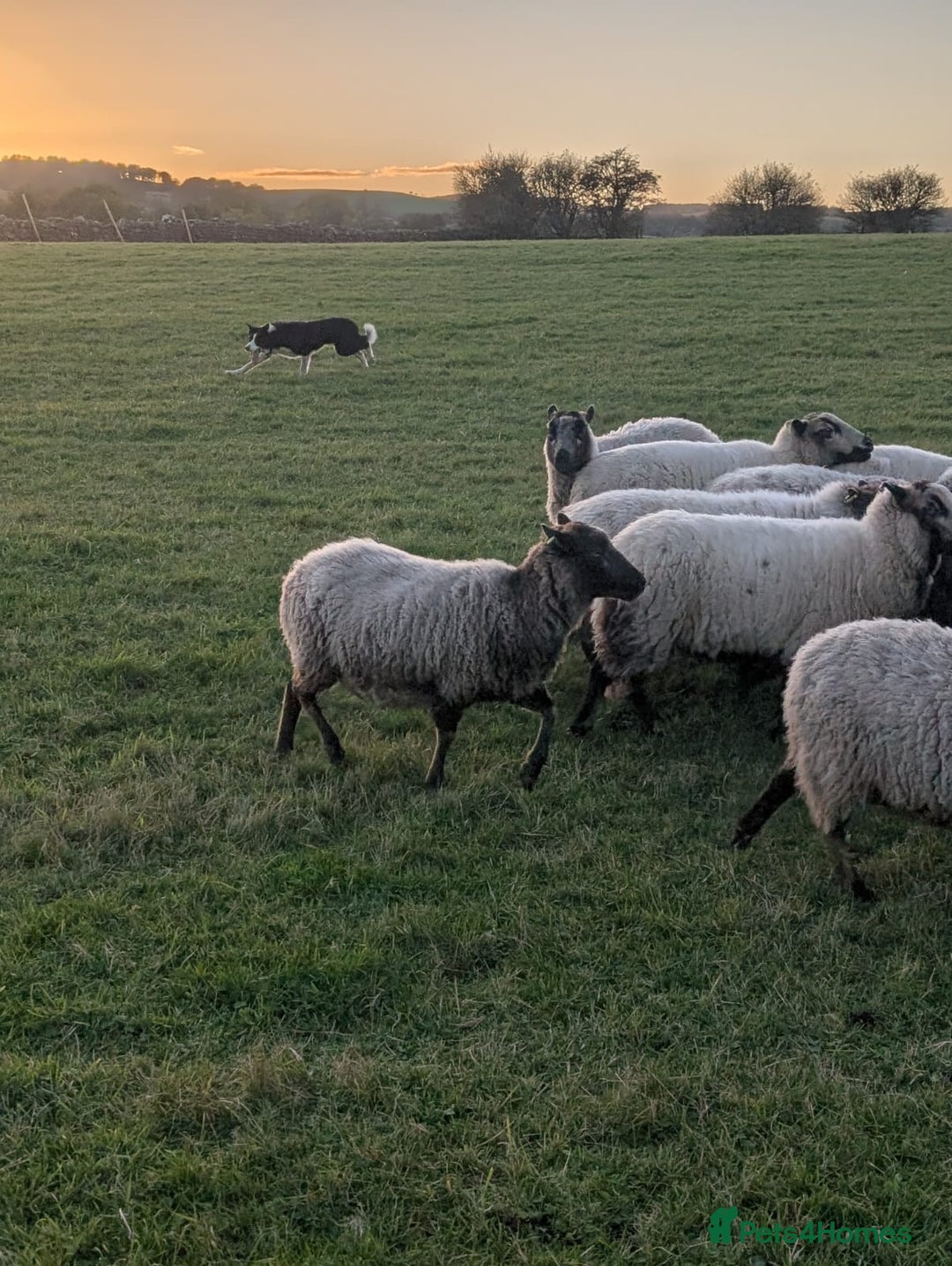 Border Collie dogs for sale: Bryn isds reg  - Image 4