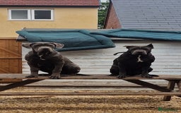 Cane Corso dogs for sale: Obie full cane corso - Image 5