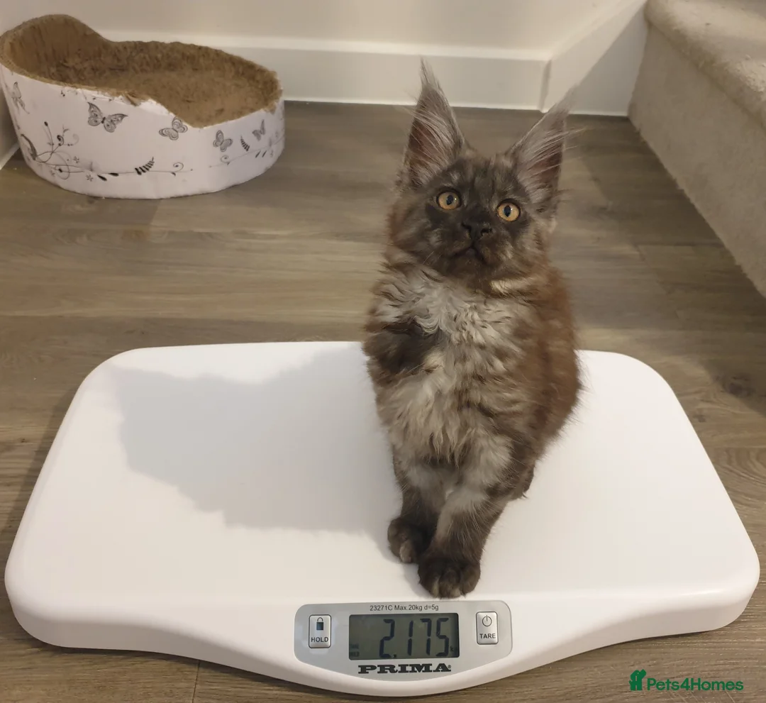 Maine Coon cats for sale: Maine coon kittens  - Advert 36