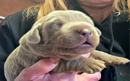 Labrador Retriever dogs for sale: Gorgeous KC Silver Labrador Puppies. - Image 8