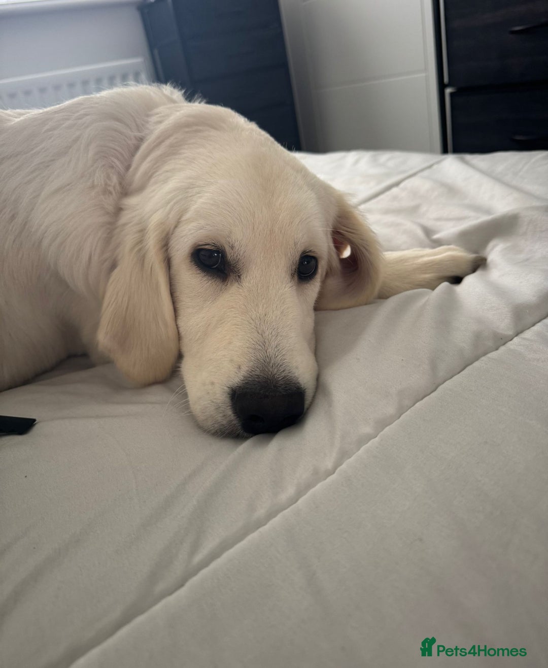 Golden Retriever dogs for sale: English Cream Golden Retriever - Advert 4