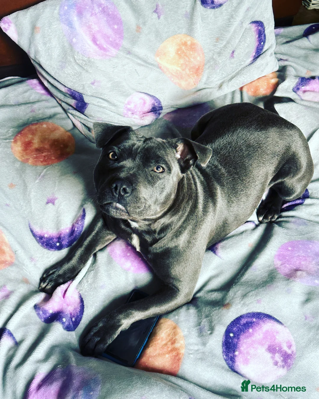Staffordshire Bull Terrier dogs for sale: Staffordshire bull terrier puppy’s  - Advert 30