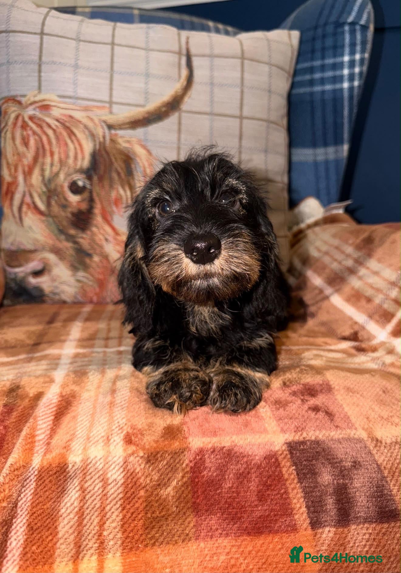 Miniature Dachshund dogs 💙Stunning Mini Wire Haired Boys 💙 - Advert 1