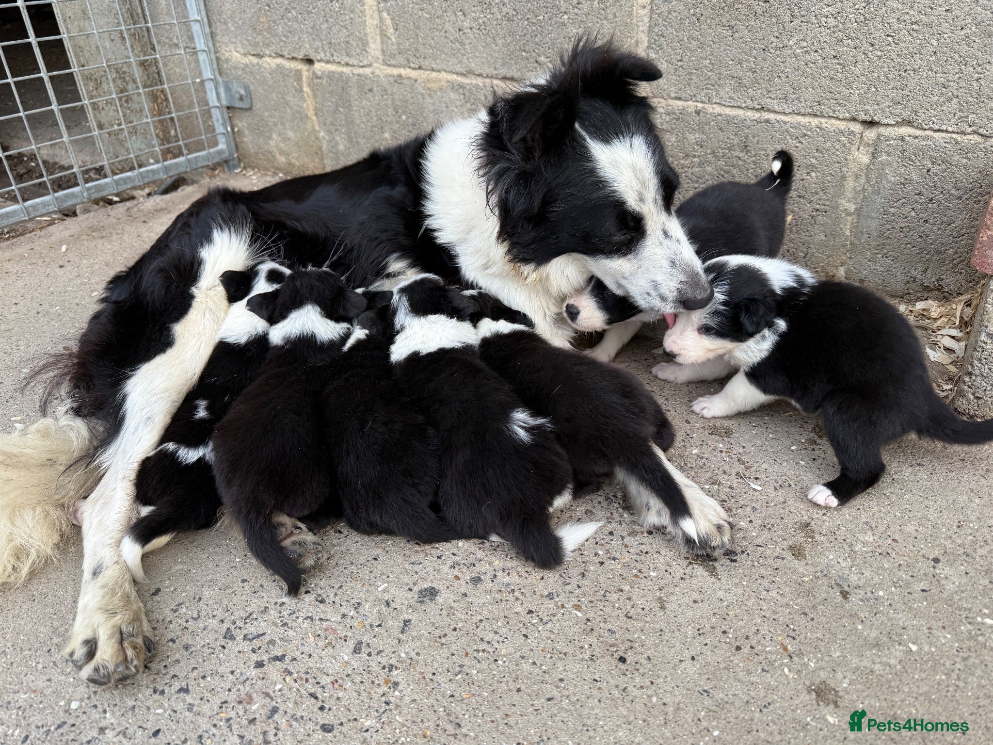 Border Collie dogs Gorgeous Border collie pups. KC registered.  - Advert 2