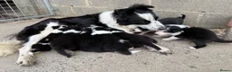 Border Collie dogs for sale: Gorgeous Border collie pups. KC registered.  - Advert 19