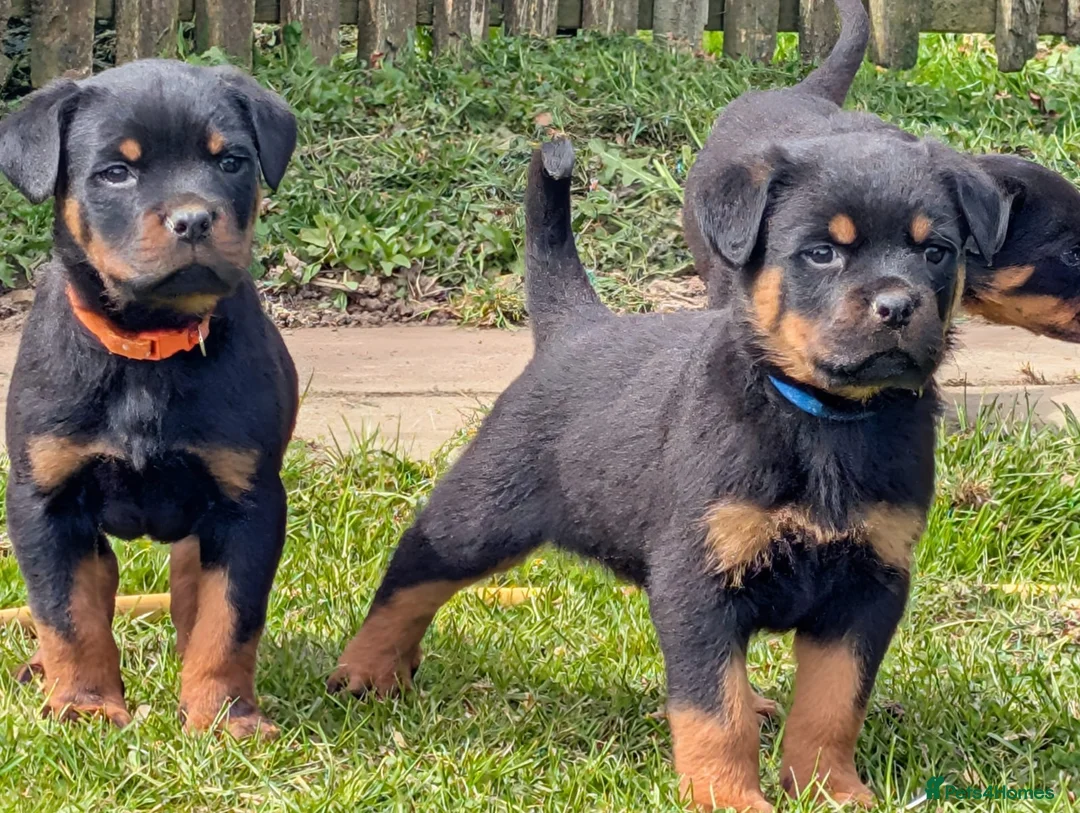 Rottweiler dogs for sale: Stunning Rottweiler puppies - Advert 1