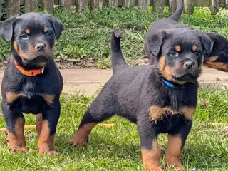 Rottweiler dogs Stunning Rottweiler puppies - Advert 6
