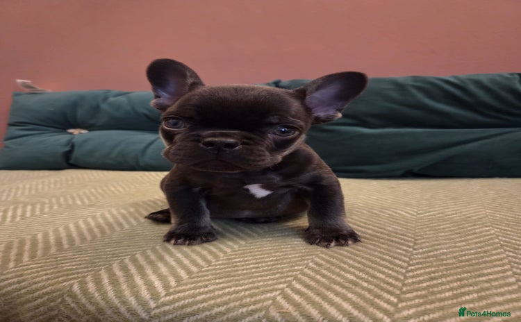 French Bulldog dogs KC Reg Frenchies fluffy carriers! 1BOY left  - Advert 1