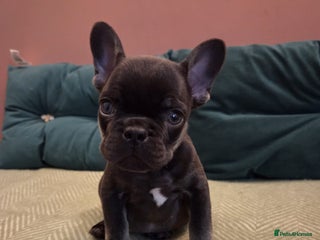 French Bulldog dogs KC Reg Frenchies fluffy carriers! 1BOY left - Advert 6