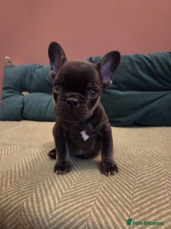 French Bulldog dogs KC Reg Frenchies fluffy carriers! 1BOY left - Advert 1