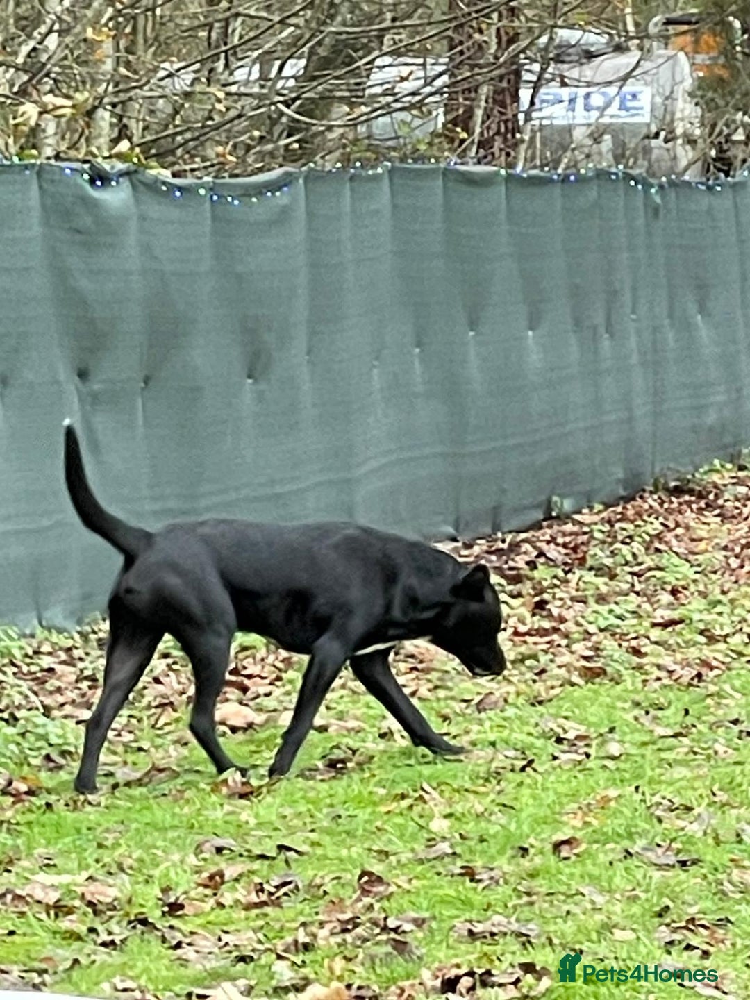 Mixed Breed dogs for adoption: SHEAMUS-a sensitive Soul for the right Human Match - Advert 4