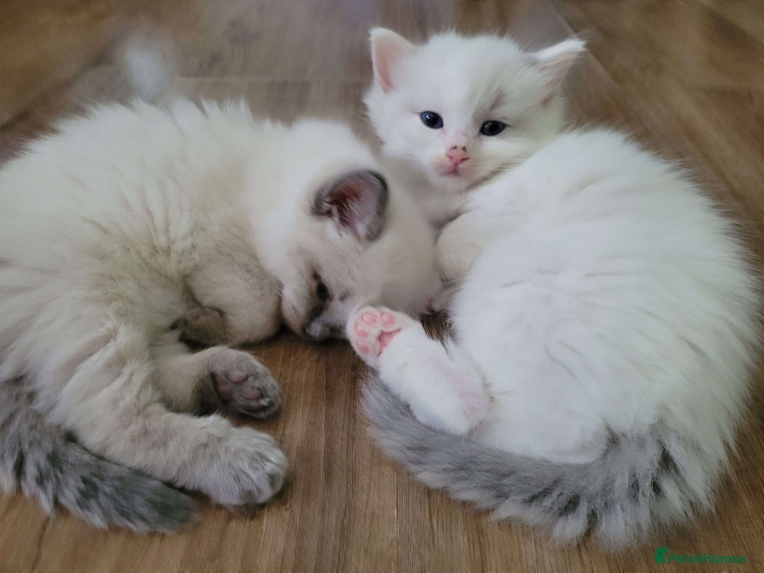 Ragdoll cats for sale: Litter of Five Gorgeous Ragdoll Kittens! - Image 7