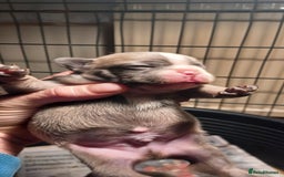 French Bulldog dogs for sale: Blue merle fawn genes - Image 5