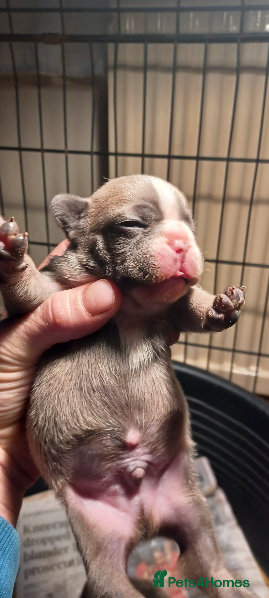 French Bulldog dogs for sale: Blue merle fawn genes - Image 5