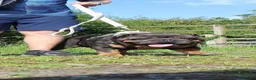 English Bulldog dogs for stud: PROVEN KC Blue & Tan Bulldog for Stud - Advert 3
