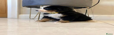 Bernese Mountain Dog Puppy 4