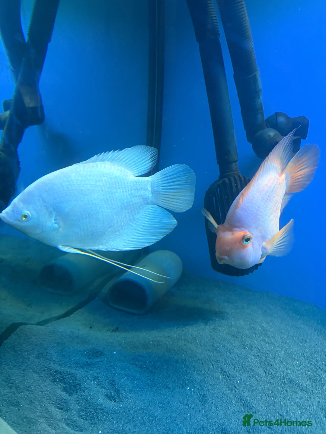 Other/Mixed Breed fish for sale: Stingray/ Turtles/ Fish - Advert 9