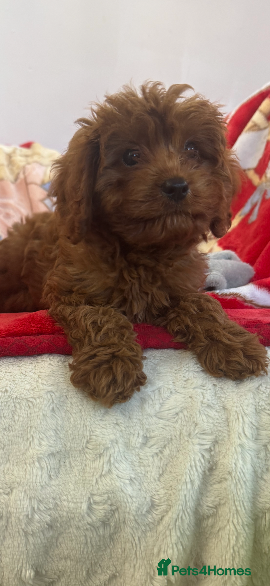 Cavapoo dogs for sale: Cavapoo BOY pup ready now ⭐️⭐️⭐️ - Image 4