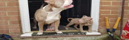 American Bully dogs for sale: American pocket bully puppies - Advert 14
