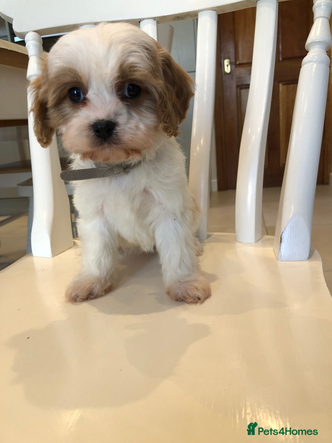 Cavapoo dogs for sale: Adorable Cavapoo Puppies  - Advert 29
