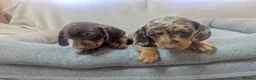 Miniature Dachshund dogs for sale: Dachshund miniature puppys  - Advert 3