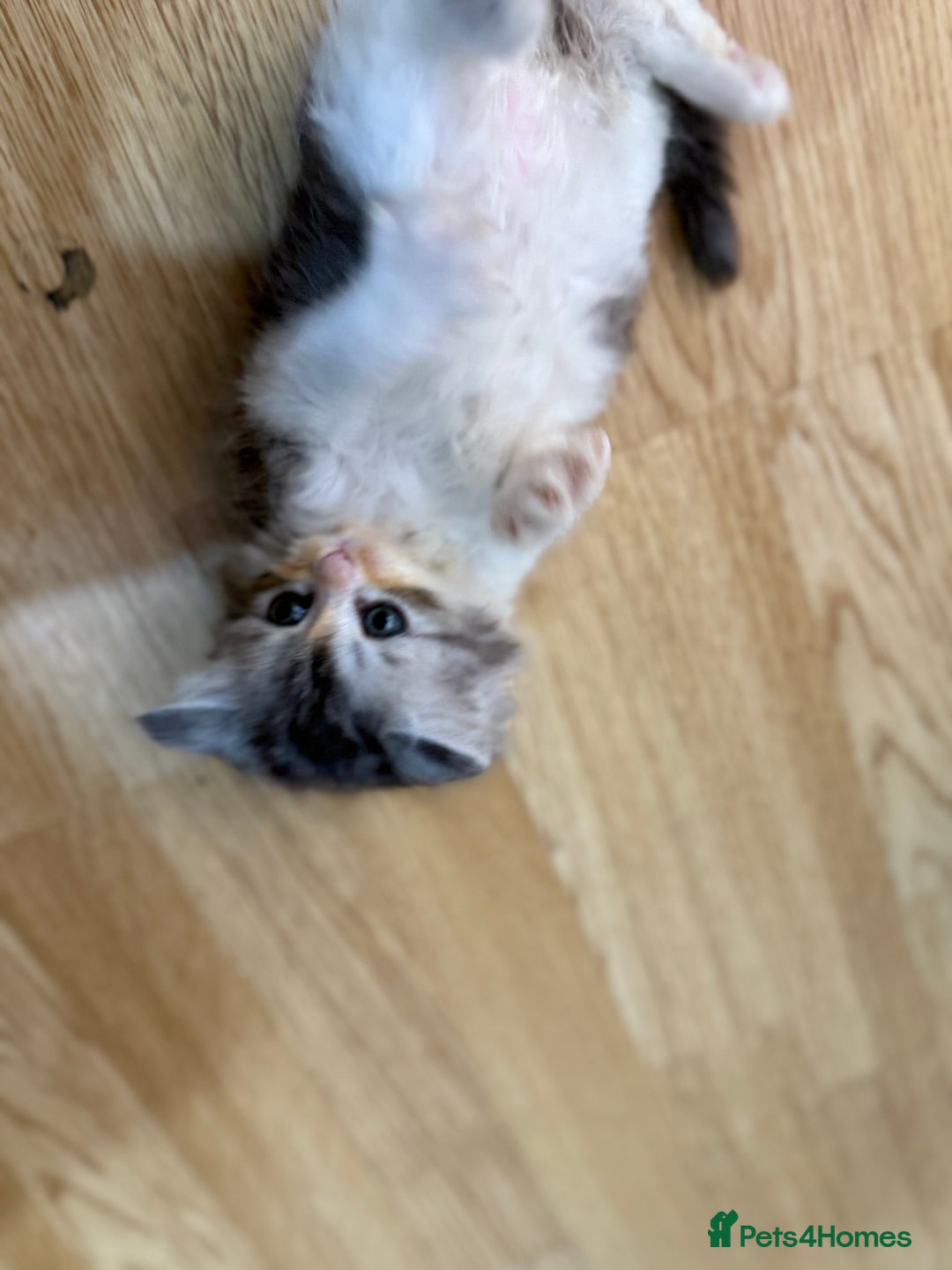 Mixed Breed cats for sale: Kittens for sale  - Image 5