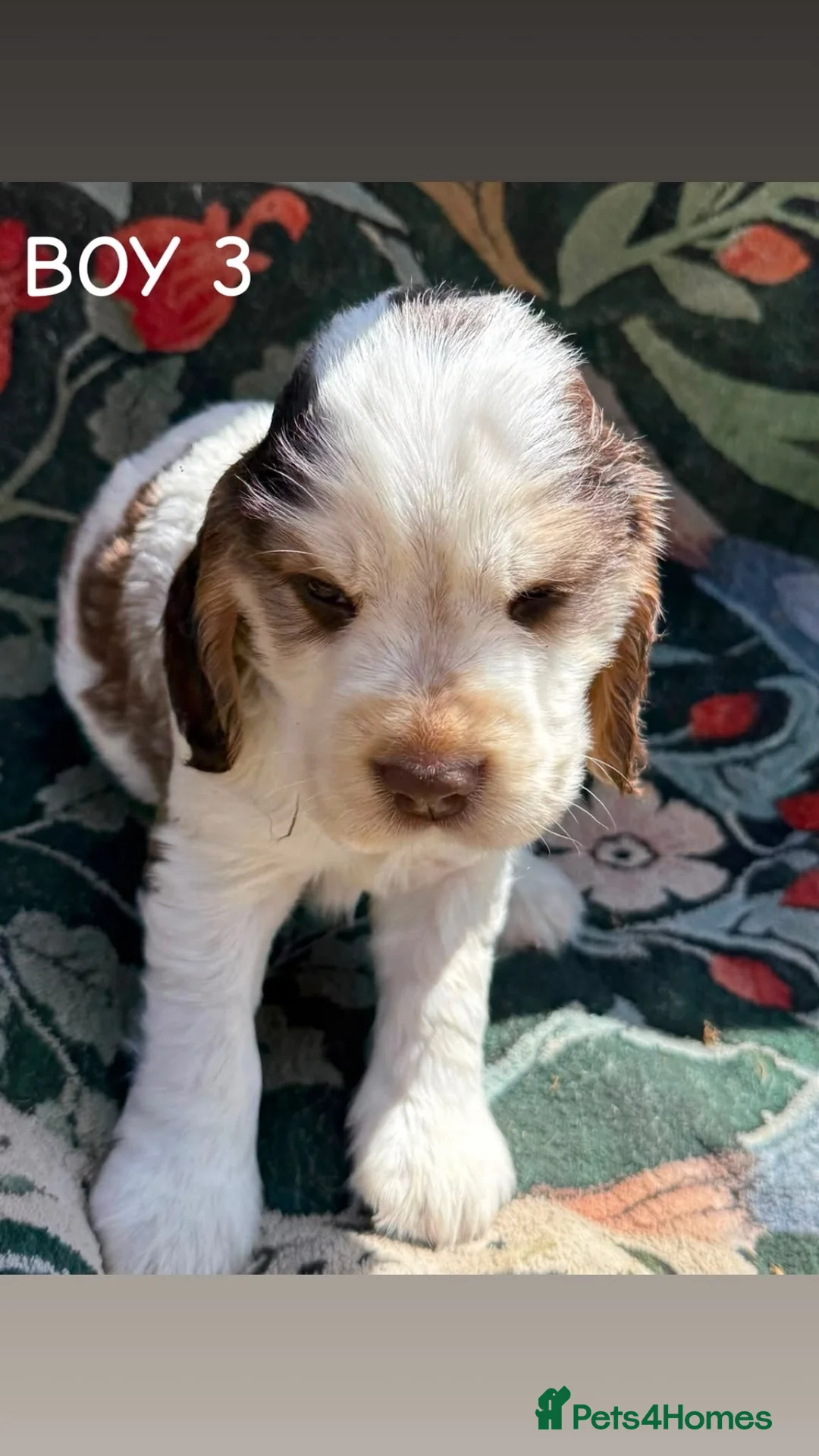 Cocker Spaniel dogs for sale: OUTSTANDING KC SHOW COCKER SPANIELS  - Advert 2