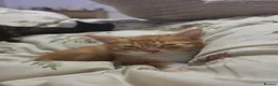 Mixed Breed cats for sale: Adorable ginger and tortishell kittens - Advert 25