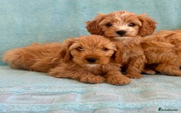 Cavapoo dogs for sale: Beautiful cavapoo puppies  - Image 7
