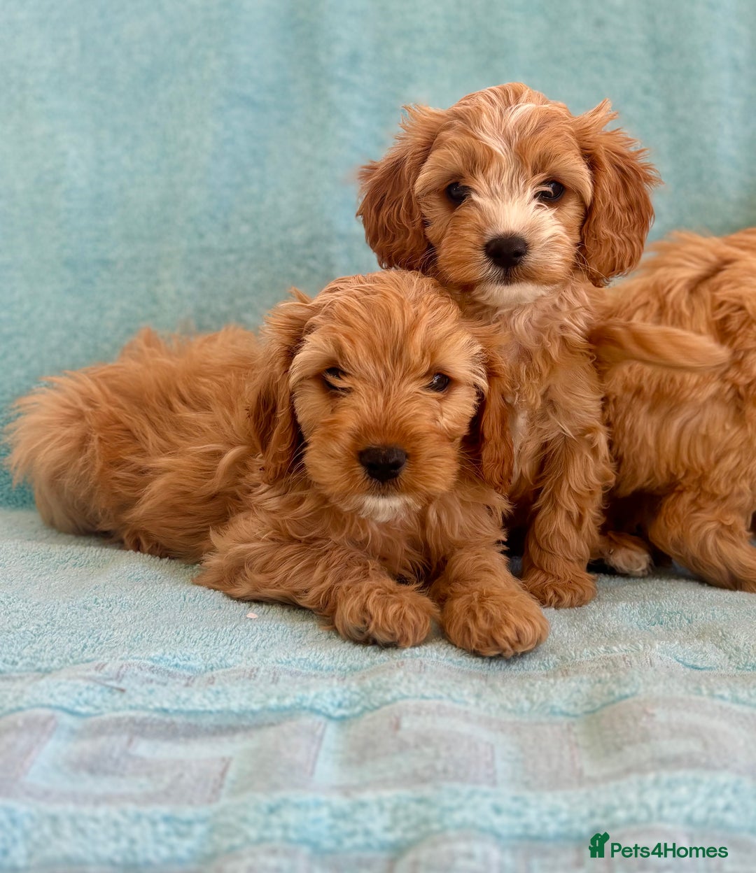 Cavapoo dogs for sale: Beautiful cavapoo puppies  - Image 7
