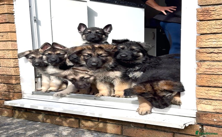 German Shepherd dogs - Advert 1