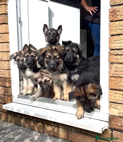 German Shepherd dogs - Advert 11