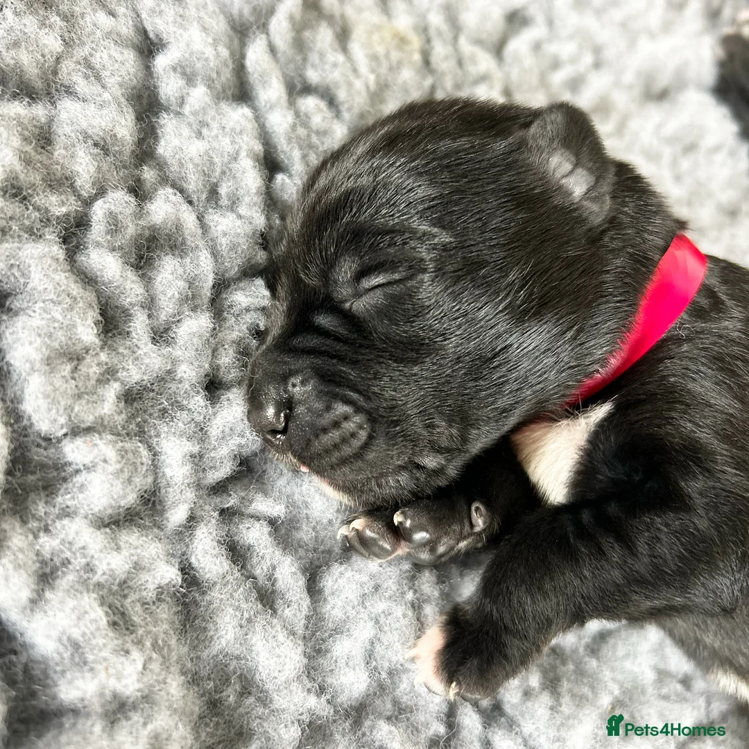 Borador dogs for sale: Borador Puppies - Fully Health Tested - Advert 5