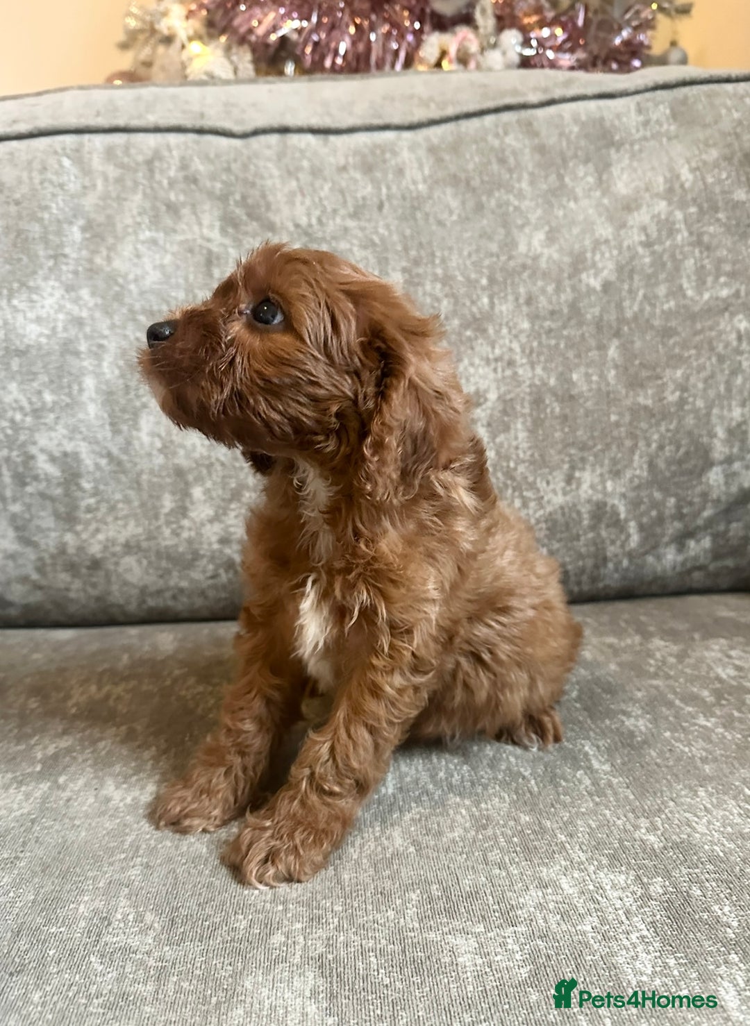 Cavapoo dogs for sale: Beautiful red cavapoos - Advert 16