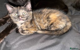 Mixed Breed cats for sale: 2 male and 2 females looking for fur ever homes  - Image 5