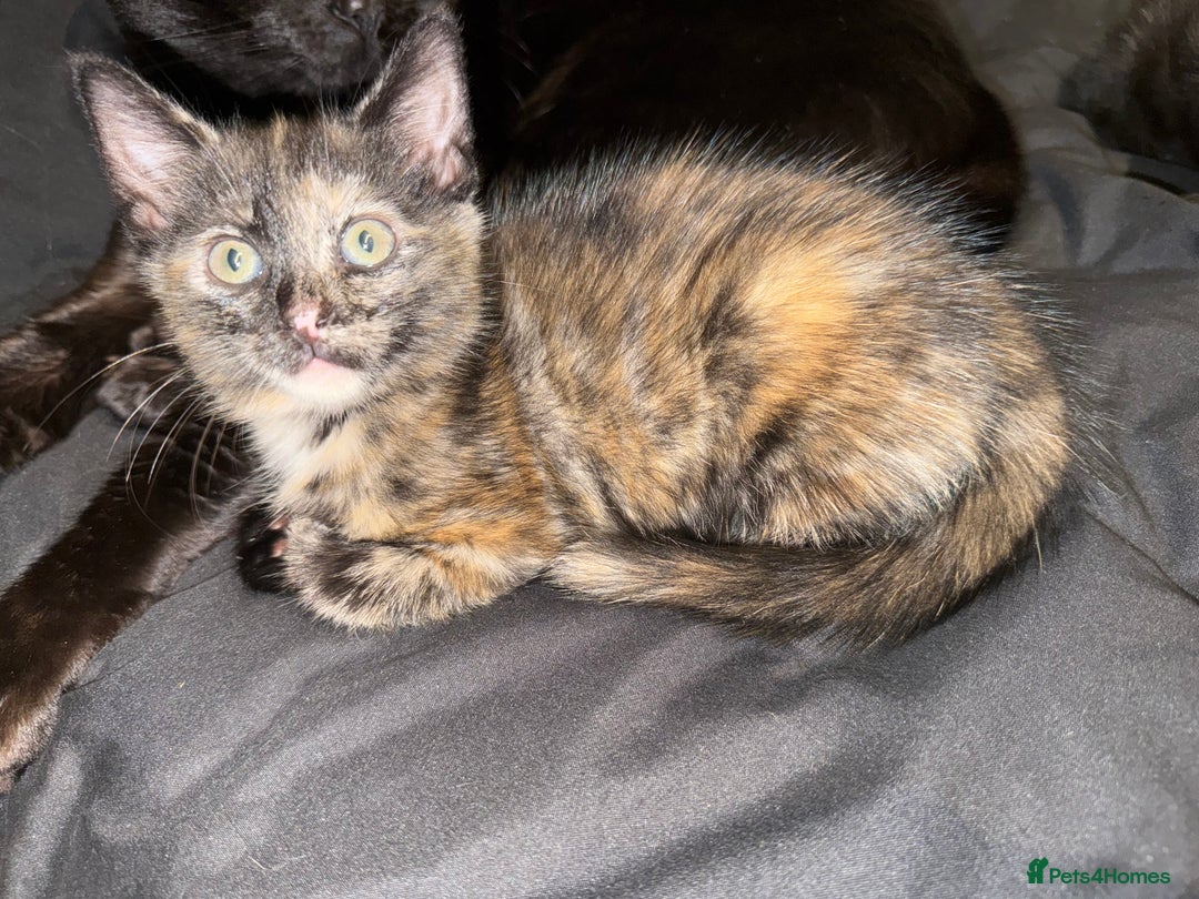 Mixed Breed cats for sale: 2 male and 2 females looking for fur ever homes  - Image 5