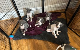 Mixed Breed dogs for sale: Whippet x Italian greyhound pups! READY NOW! - Image 1