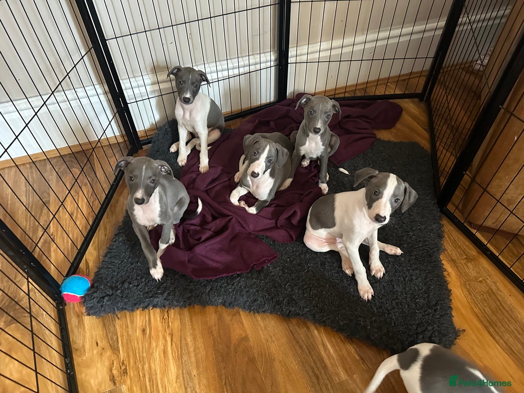 Mixed Breed dogs for sale: Whippet x Italian greyhound pups! READY NOW! - Image 1